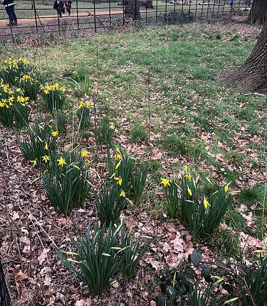 Daffodils in Richmond Park