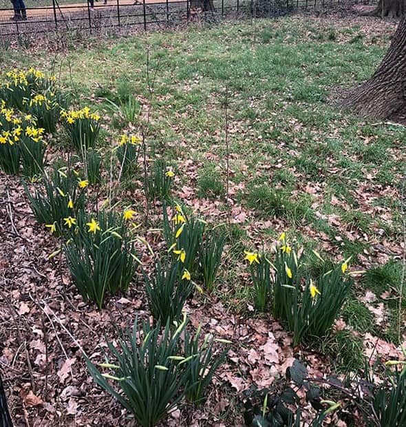 Daffodils in Richmond Park