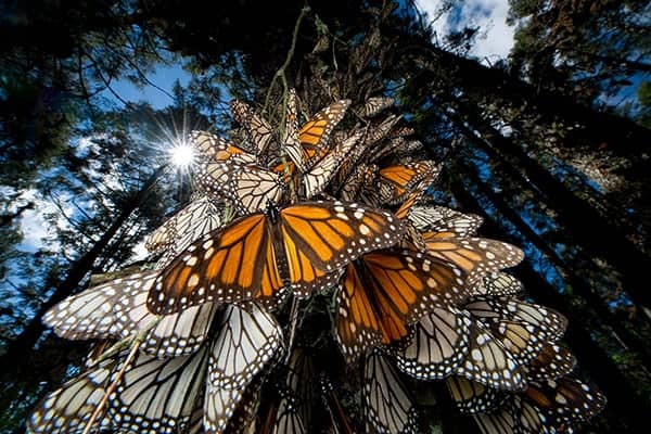 Monarch butterflies clustering together on a tree